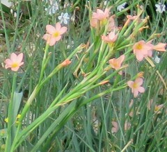Moraea miniata