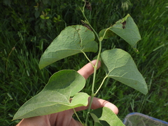 Aristolochia clematitis