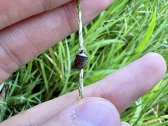 Eysarcoris ventralis