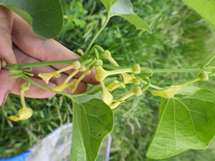 Aristolochia clematitis
