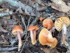 Gliophorus