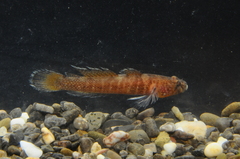Chromogobius zebratus