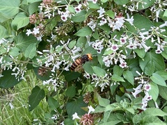 Vespa mandarinia japonica