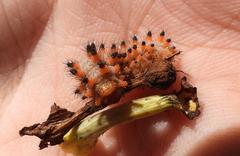 Zerynthia polyxena