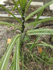 Saccharum