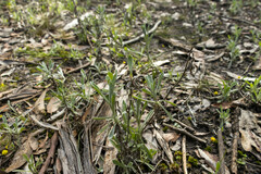 Chrysocephalum apiculatum