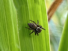 Carrhotus xanthogramma