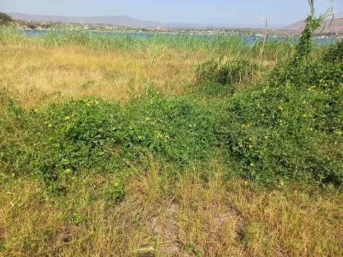 Vigna luteola iNat (2)