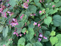Begonia grandis