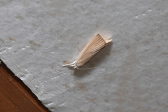 Calamotropha paludella