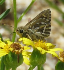 Trapezites argenteoornatus