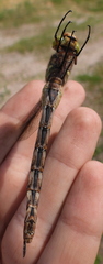 Aeshna isoceles