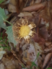 Centaurea pectinata