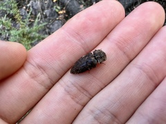 Agrypnus binodulus binodulus