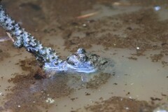 Bombina variegata