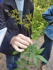 Filipendula ulmaria