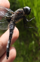 Libellula fulva
