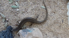Chalcides ocellatus