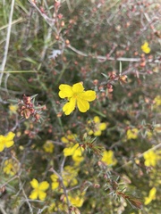 Hibbertia exutiacies