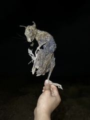 Rodentia