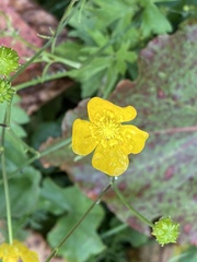 Ranunculus acris