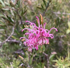 Grevillea sericea