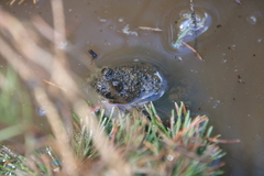 Bombina variegata