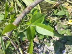 Vigna luteola