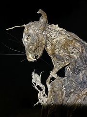 Rodentia