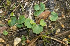 Hydrocotyle laxiflora