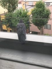 Corvus macrorhynchos japonensis
