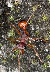 Myrmecia nigriscapa