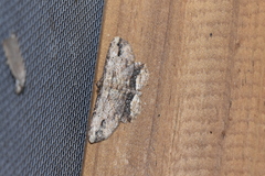 Menophra abruptaria