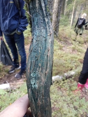 Chlorociboria aeruginascens