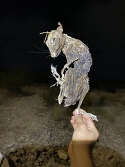 Rodentia