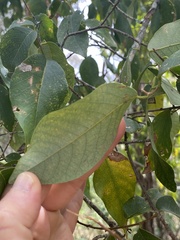 Bridelia leichhardtii