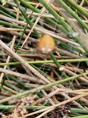 Araneus