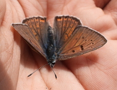 Lycaena alciphron
