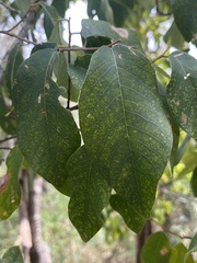 Bridelia leichhardtii