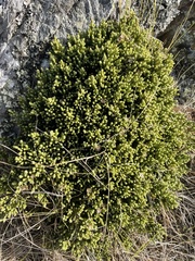 Helichrysum intermedium