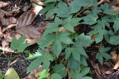Diplocyclos palmatus