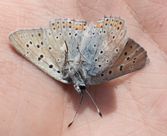 Lycaena alciphron