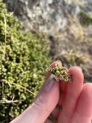 Helichrysum intermedium