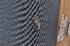 Calamotropha paludella