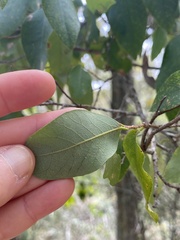 Bridelia leichhardtii