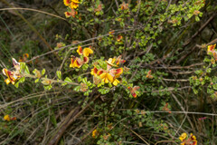 Pultenaea scabra