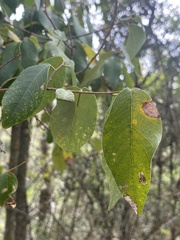 Bridelia leichhardtii