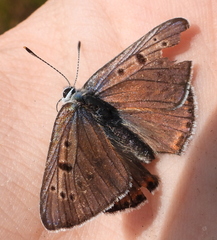 Lycaena