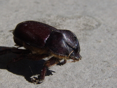 Phyllognathus excavatus