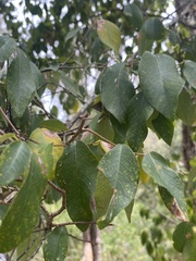 Bridelia leichhardtii